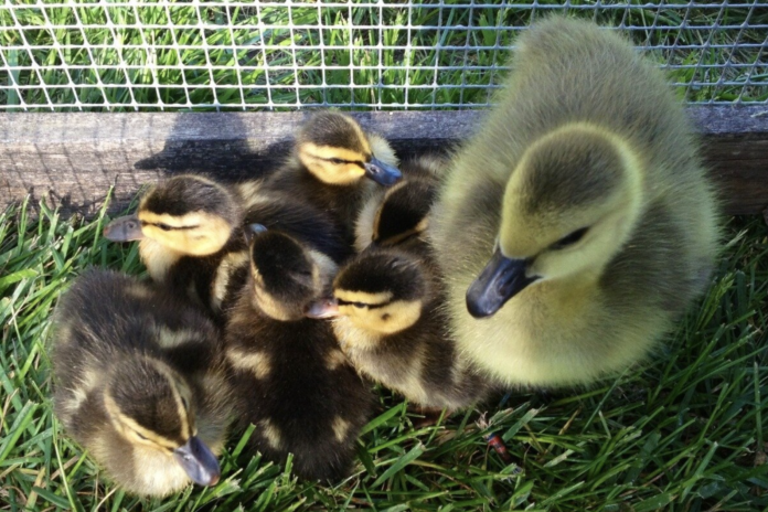 A family of ducks