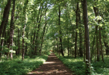 Explore Old Growth Forests