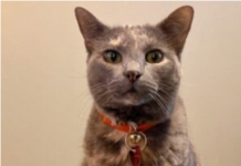 Pet Loss Carries Heavy Burden